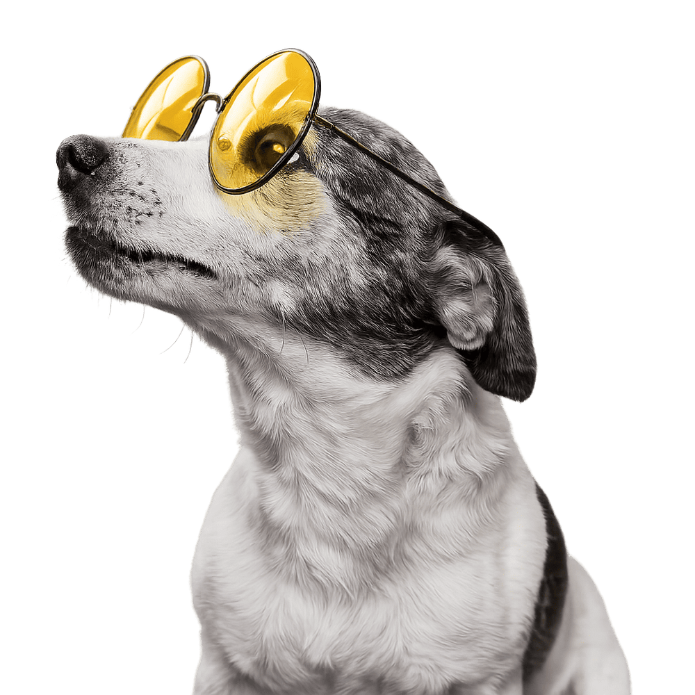 Dog wearing yellow sunglasses on a transparent background