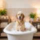 Grooming & Bath