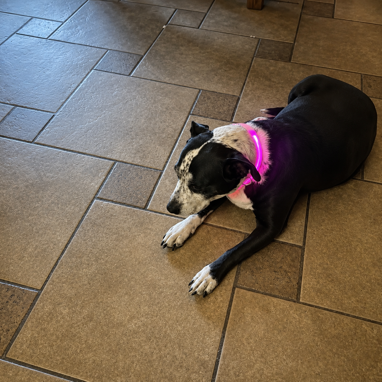 Nightguard Led Dog Collar