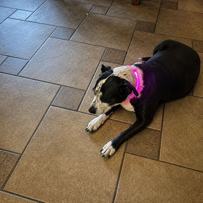 Nightguard Led Dog Collar